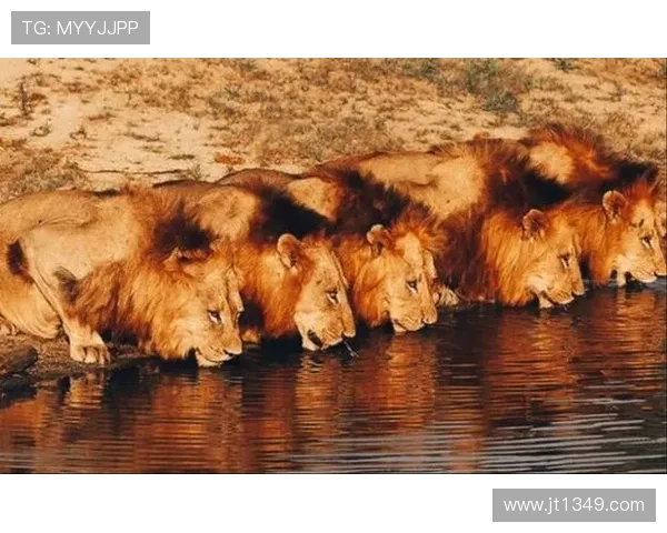非洲雄狮崛起背后的故事与挑战探秘以及生态保护的迫切呼声